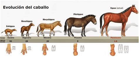 Origen y evolución del caballo .